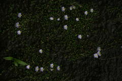 Utricularia striatula